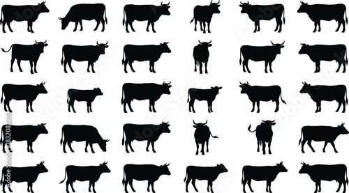 Cow cattle animal vector silhouettes collection, set of various poses including standing, grazing, bull, and calf, perfect for farm, beef, and agriculture design elements.