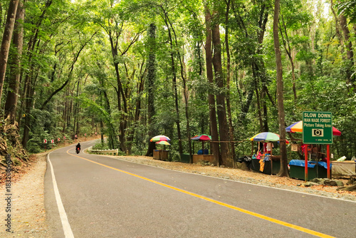 At the Bilar Man Made Forest on the Island of Bohol, Philippines