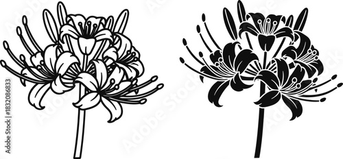 Vactor Black and white line art and silhouette of spider lilies spider lily flower