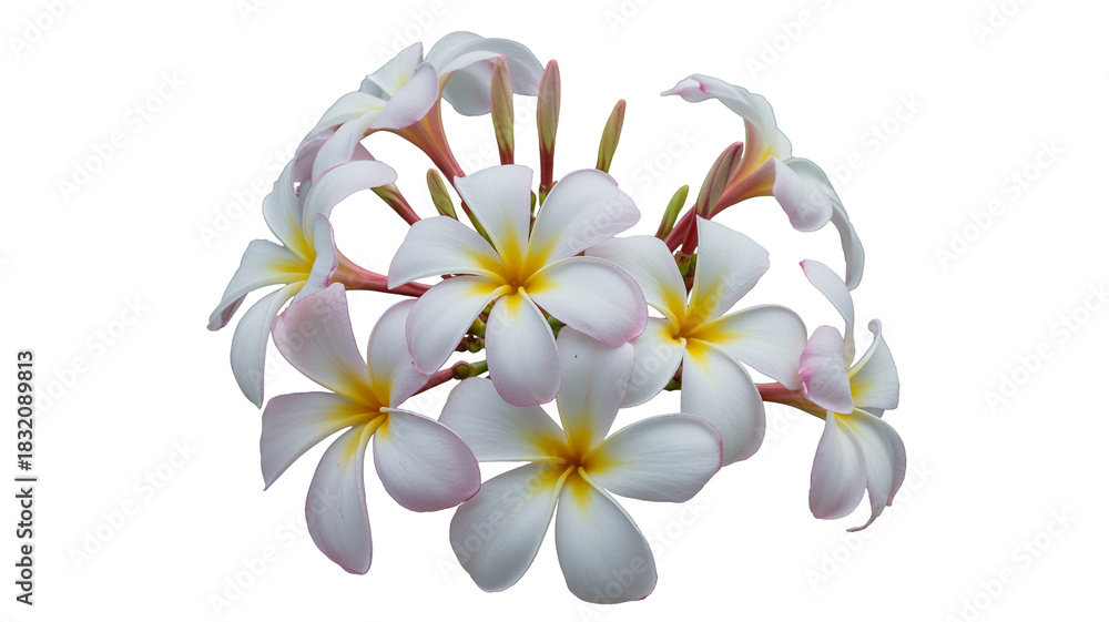 Naklejka premium Elegant cluster of plumeria blossoms offers a tropical feel, ready for summer designs and vacation promotions