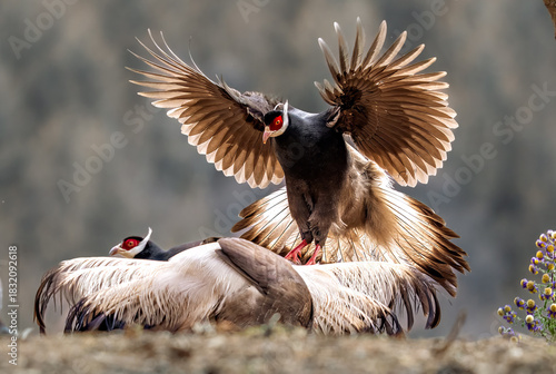 turkey vulture in the snow