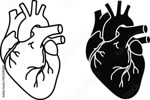 Anatomical heart outline and solid silhouette on vactor white background human heart