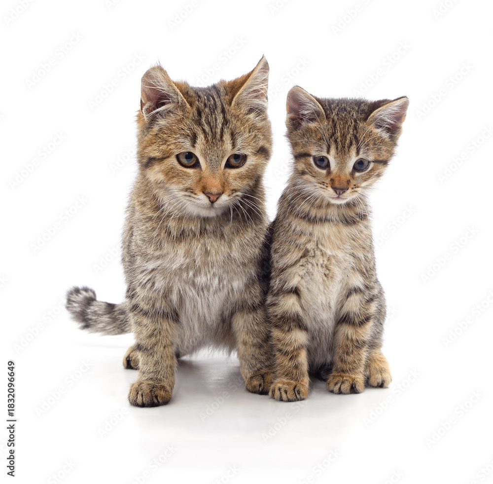 Obraz premium Two grey cats of different sizes sitting together.