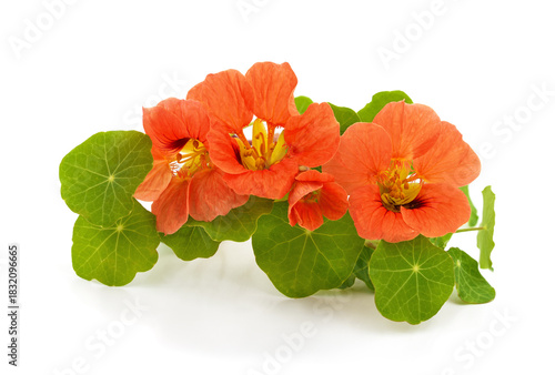 Orange nasturtium flowers  with leaves isolated on white background.