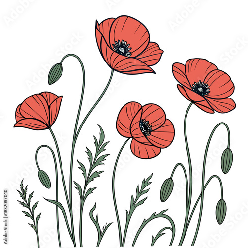 Vibrant coral red poppies bloom with green stems and buds on a white background