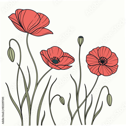 Delicate coral red poppies bloom with buds and green stems on a white background