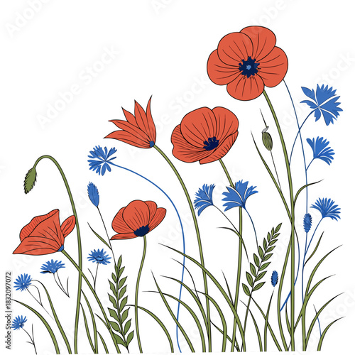 Vibrant red poppies and delicate blue cornflowers bloom together in a stylized meadow illustration