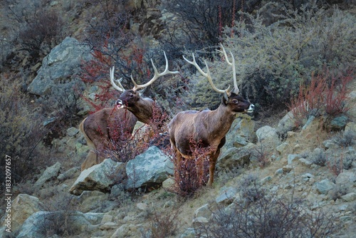 red deer in the forest