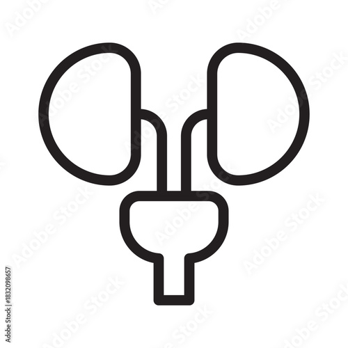 Human Kidneys Bladder Graphic Urinary System Illustration Nephrology Urology Medical Diagram Anatomy Health Science