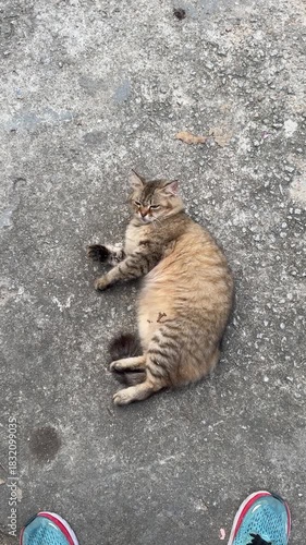 a cat on the floor