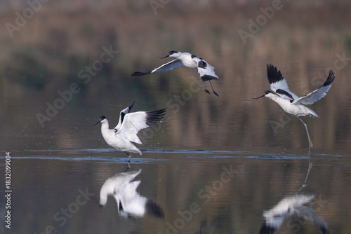 canadian goose in flight