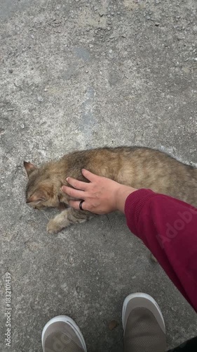 a cat on the floor
