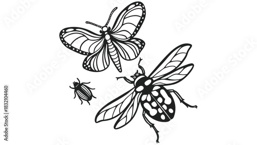 A black and white drawing of a butterfly beetle and other insect
