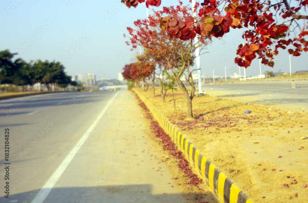 Naklejka premium Natural scenery of red leaves trees Autumn season 