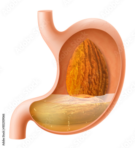 Human Stomach with almond. The stomach digests almonds . A stomach filled with healthy food with protein. Proper nutrition. Realistic 3d Vector illustration. Food digestion process illustration