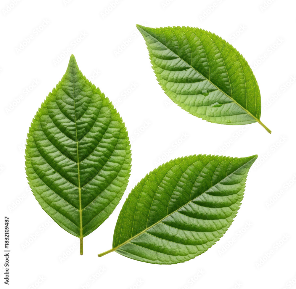 Fototapeta premium Exploring green leaf patterns nature isolated on transparent background