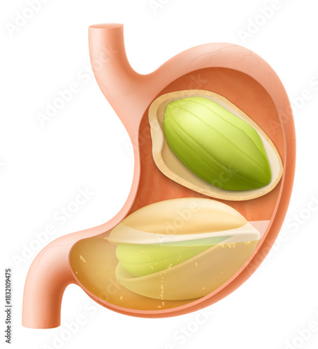Human Stomach with pistachio. The stomach digests pistachio. A stomach filled with healthy food with protein. Proper nutrition. Realistic 3d Vector illustration. Food digestion process illustration
