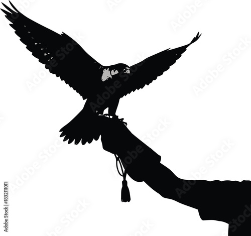 Silhouette falconry bird of prey landing on glove