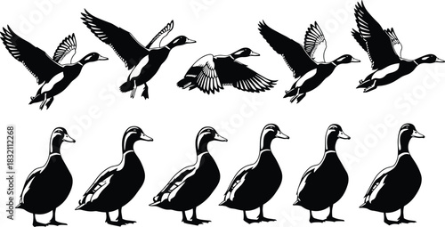 Set of black vector mallard duck silhouettes featuring flying flock and standing birds isolated on white background.