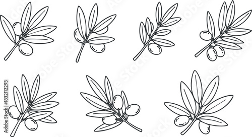 A collection of olive branches with leaves and fruits in black outline vector style, suitable for culinary designs and organic branding