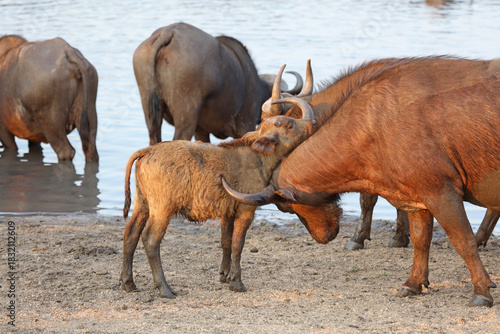 Photography African Buffalo mother and calf in early evening light, Sabi Sands, South Africa