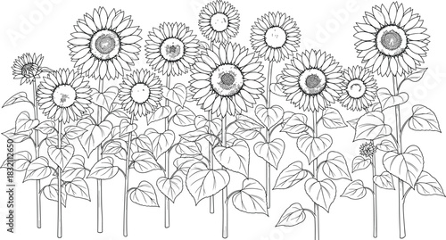 Vector hand drawn illustration of sunflower field, black and white botanical line art sketch for coloring book.