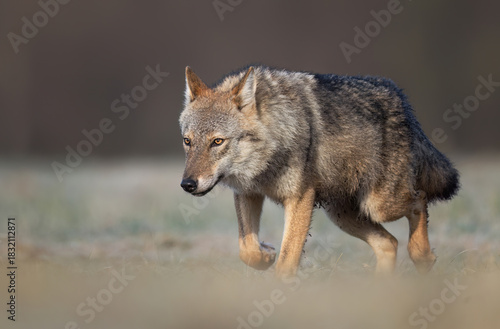 Fototapeta Naklejka Na Ścianę i Meble -  Grey wolf ( Canis lupus ) close up