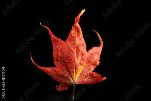 Autumn acer leaf