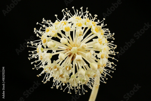 Fatsia flowers closeup