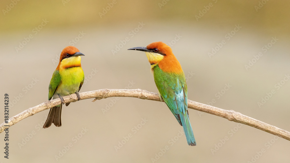 Obraz premium A pair of Chestnut-headed bee-eater (Merops leschenaulti) sitting on a branch in a blurred forest background. West Bengal, India