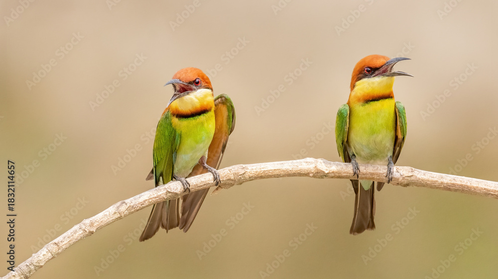Fototapeta premium A pair of Chestnut-headed bee-eater (Merops leschenaulti) sitting on a branch in a blurred forest background. West Bengal, India