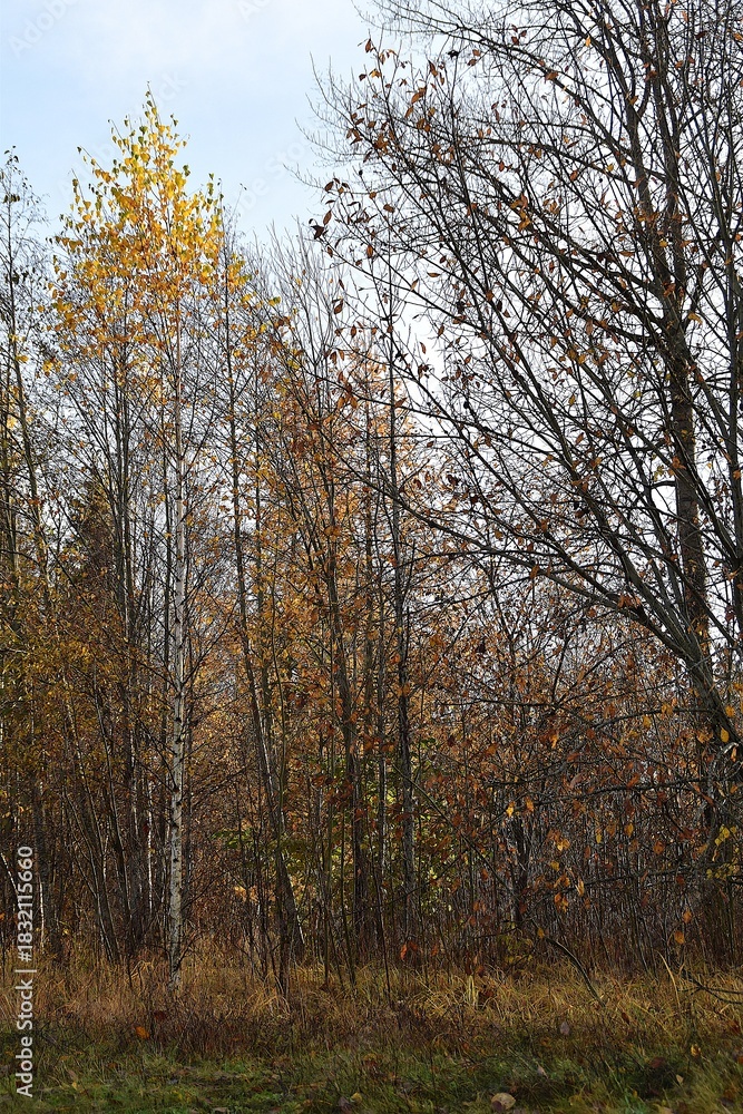 Fototapeta premium A landscape in autumn.