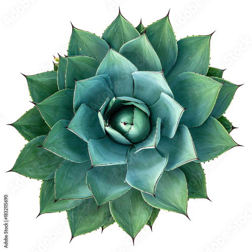 Overhead view of a symmetrical succulent plant with layered teal-green leaves
