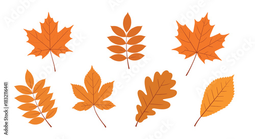 Collection of seven different types of orange autumn leaves, including maple, oak, and rowan, isolated on a white background.