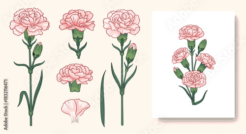 Botanical illustration set of pink carnation flowers, showing whole stems, individual blossoms, petals, and a bouquet arrangement.