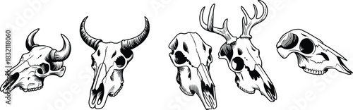 Collection of detailed hand-drawn animal skull illustrations featuring horns and antlers, ideal for tattoo art, anatomy references, rustic decor, and design projects