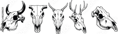Detailed Animal Skull Illustrations Featuring Horns and Antlers – Comparative Anatomy, Wildlife Species Identification, and Zoological Study Concept
