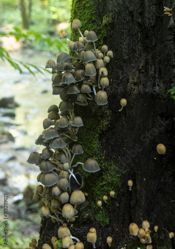Mica Cap mushrooms, (Coprinellus Micaceus) growing in a large cluster on a tree in North Carolina