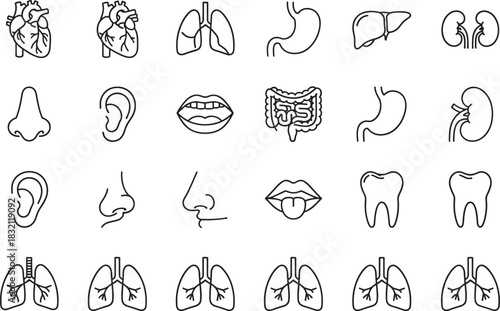 Collection of linear human anatomy icons including heart, lungs, stomach, kidneys, and sensory organs, vector illustration set isolated on white.