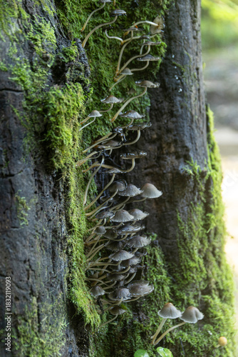 Mica Cap mushrooms, (Coprinellus Micaceus) growing in a large cluster on a tree in North Carolina