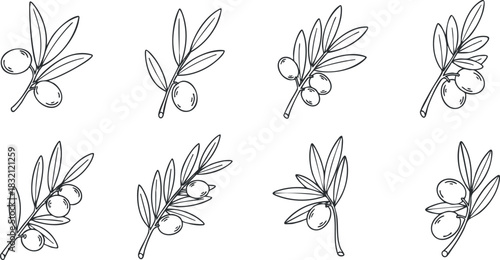 A collection of olive branches with leaves and fruits in a minimalist black outline vector style, perfect for organic food designs