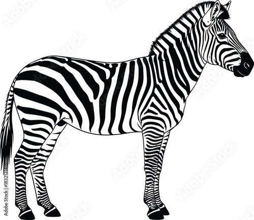 Black silhouette of a horse-drawn carriage and a bicycle rickshaw, depicting vintage transport and historical urban travel means, isolated detailed vector illustration on white background.