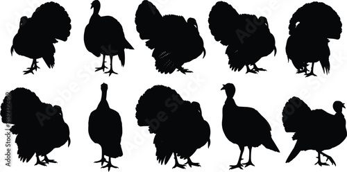 Collection of Wild Turkey Silhouette Vectors Featuring Various Poses and Displaying the Tail Fan, Ideal for Hunting, Wildlife, and Thanksgiving Graphic Design Projects