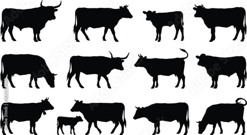 Set of black vector silhouettes showing farm cattle livestock including bulls, cows and calves standing, walking and grazing.