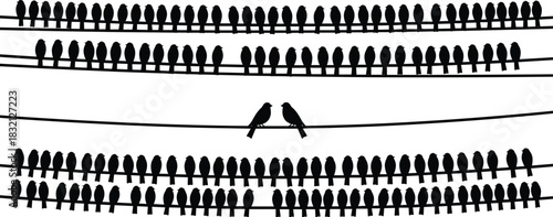 Flock of birds sitting on wires silhouette vector, large group and isolated couple on power lines illustration.