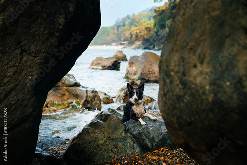 Wet black and white dog resting on coastal rocks by the sea. A wet black and white dog with upright ears rests on large coastal rocks by the sea, framed between dark boulders in the foreground. 