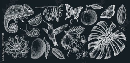 Tropical sketches. Exotic flowers, birds, fruits, animals hand drawn vector illustration. Vintage jungle drawins. Not AI generated 