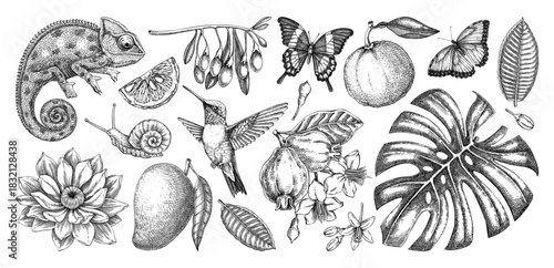 Tropical leaves, flower and animal sketches. Exotic fruits hand drawn vector illustration. Vintage jungle drawins set. Not AI generated 