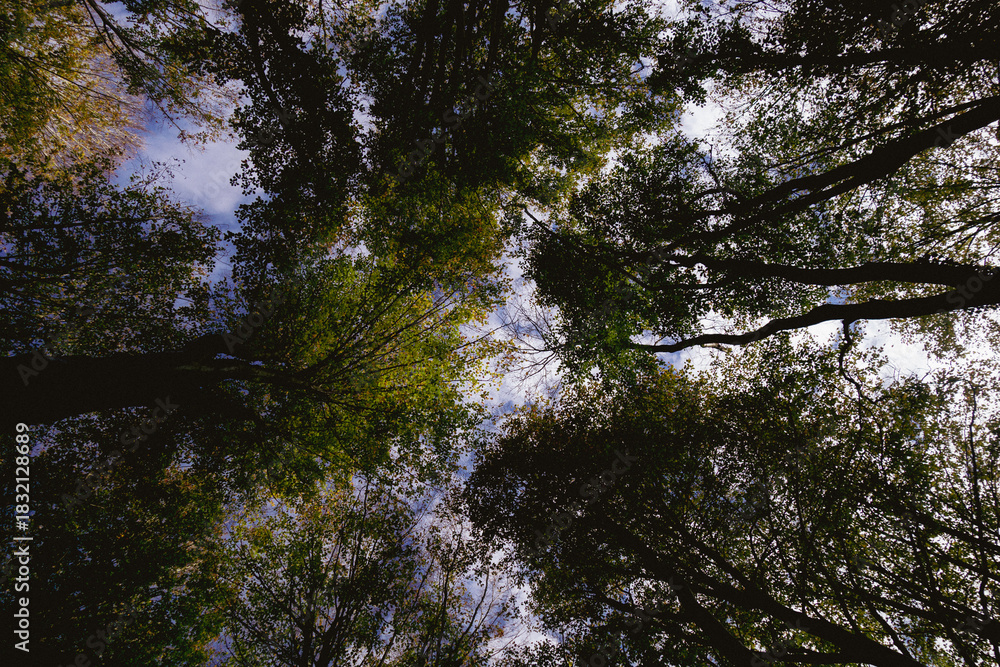 Fototapeta premium trees and sky
