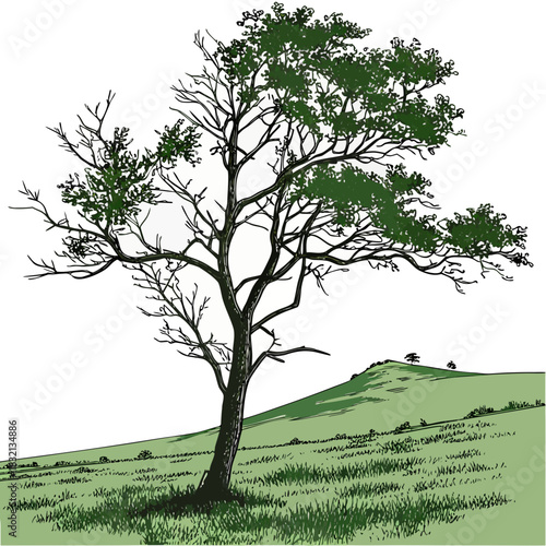 Stylized illustration of a lone tree with green foliage on a grassy hill under a white sky